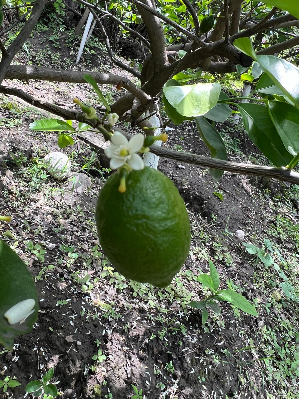lemon image